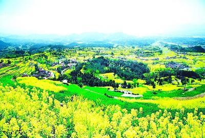 2010中国最美油菜花海 汉中旅游文化节即将开幕