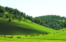 关山草原