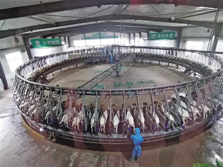 和氏乳业102位转盘式自动挤奶机有序运转（资料照片）。 陇县县委宣传部供图