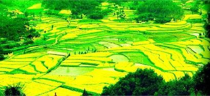 2010中国最美油菜花海 汉中旅游文化节即将开幕