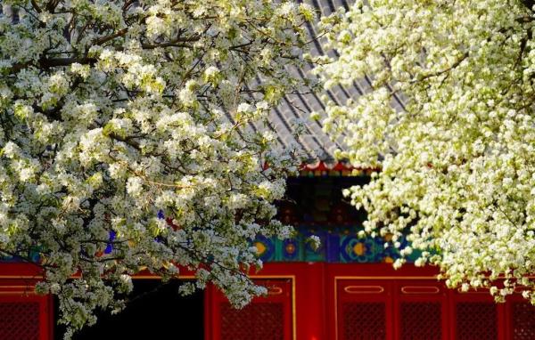 北京好天气回来了！这份北京游园赏花攻略请收好
