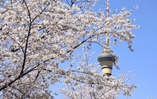 北京好天气回来了！这份北京游园赏花攻略请收好