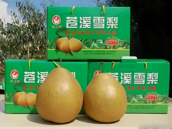 成熟丰产的苍溪雪梨。苍溪县委宣传部供图