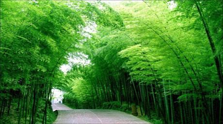 百里竹海.jpg