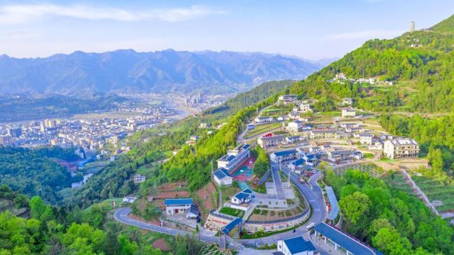 红色旺苍,中国茶乡