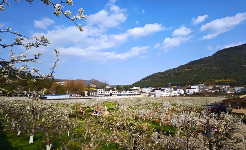 苍溪梨文化博览园盛景。苍溪县委宣传部供图