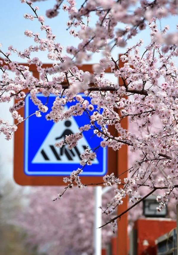 北京好天气回来了！这份北京游园赏花攻略请收好