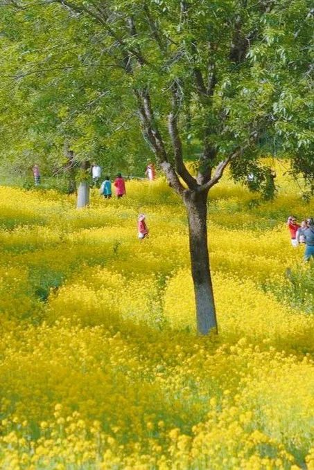 北京好天气回来了！这份北京游园赏花攻略请收好