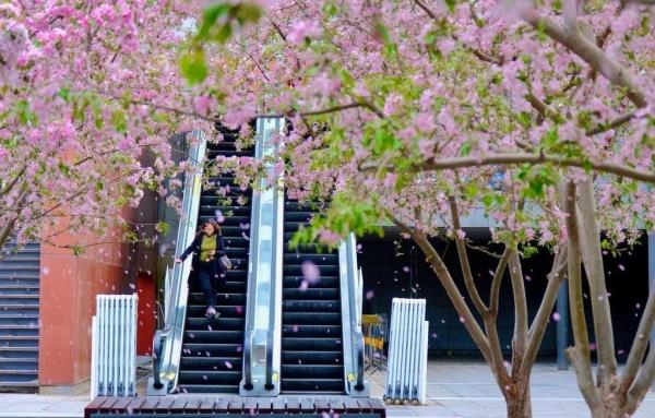 北京好天气回来了！这份北京游园赏花攻略请收好