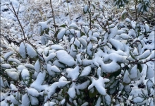 2月25日黑龙江未来三天天气预报 今天局地有中雪大部阵风