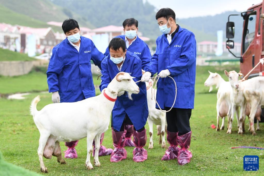 陕西陇县举办首届奶山羊大赛