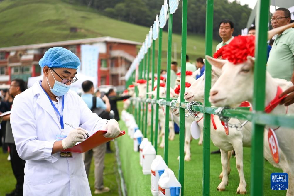 陕西陇县举办首届奶山羊大赛